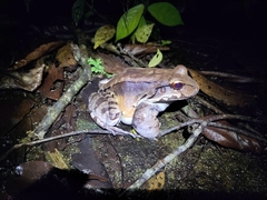 Leptodactylus savagei