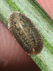 Pulvinaria camelicola