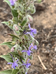 Trichostema