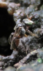 Tetragonula valdezi