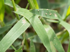 Panicum hirticaule