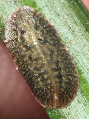 Pulvinaria camelicola
