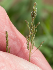 Panicum hirticaule