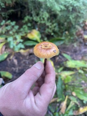 Armillaria nabsnona