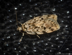 Barea nymphica
