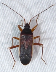 Balboa ampliata