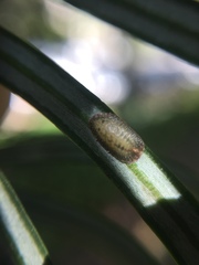 Pulvinaria camelicola