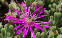 Liphanthus sabulosus