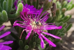 Liphanthus sabulosus