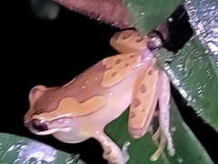 Dendropsophus ebraccatus