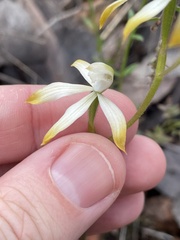 Caladenia ustulata
