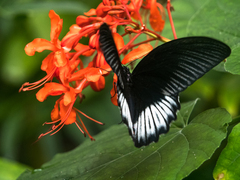 Papilio rumanzovia
