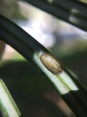 Pulvinaria camelicola