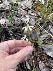 Caladenia ustulata