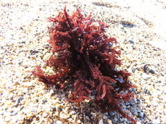 Neoptilota densa