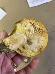 Lactarius luculentus