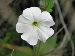Petunia axillaris