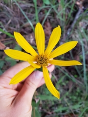 Helianthus floridanus