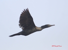 Phalacrocorax fuscicollis