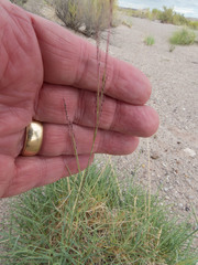 Muhlenbergia torreyi