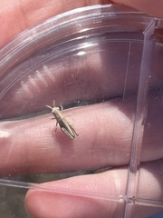 Encoptolophus costalis