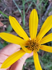 Helianthus floridanus