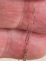 Muhlenbergia torreyi