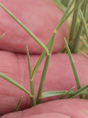 Muhlenbergia torreyi