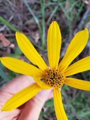Helianthus floridanus