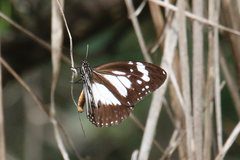 Danaus affinis