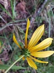 Helianthus floridanus