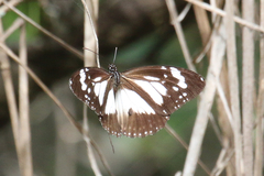 Danaus affinis