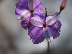 Arthropodium