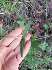 Helianthus floridanus