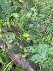 Calystegia marginata