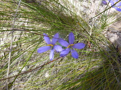 Cheiranthera alternifolia