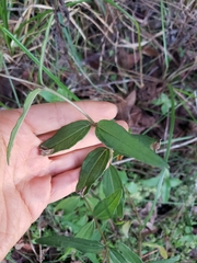Helianthus floridanus