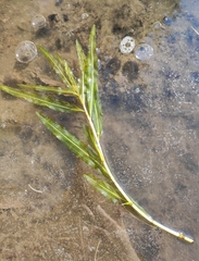 Potamogeton praelongus