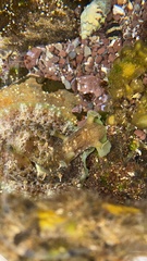 Dolabrifera brazieri