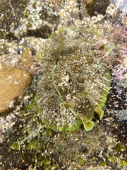 Dolabrifera brazieri