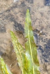 Potamogeton praelongus