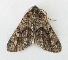 Galenara lixarioides