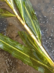 Potamogeton praelongus