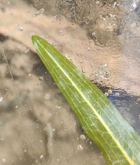 Potamogeton praelongus