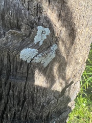 Physcia americana