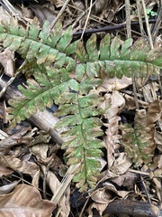 Adiantum latifolium