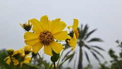 Flourensia thurifera