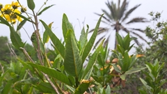 Flourensia thurifera