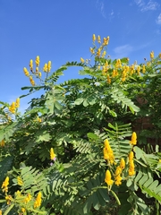 Senna didymobotrya