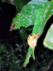 Dendropsophus ebraccatus